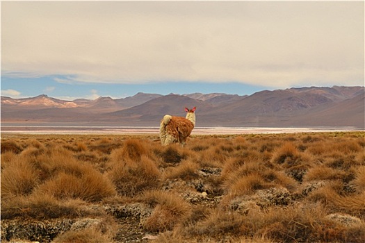 小羊驼,喇嘛,安第斯山,玻利维亚