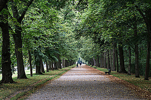道路,树林,秋天,宁芬堡,公园,慕尼黑,巴伐利亚,德国,欧洲