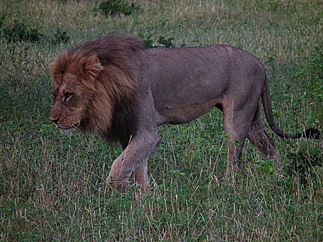 哺乳动物,狮子