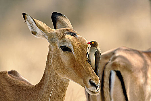 雌性,黑斑羚,红嘴牛椋鸟,清洁,寄生物,头部,桑布鲁野生动物保护区,肯尼亚