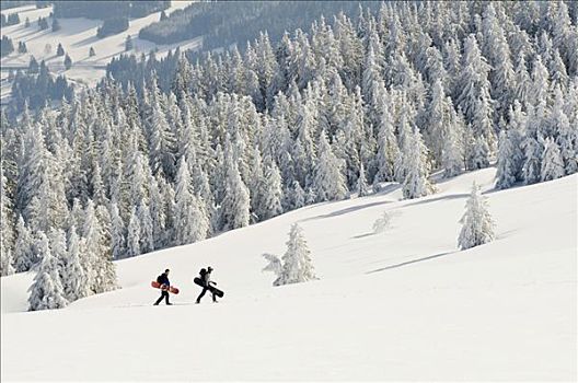 雪,白霜,遮盖,冷杉,雪鞋,远足者,滑雪板,黑森林,巴登符腾堡,德国,欧洲