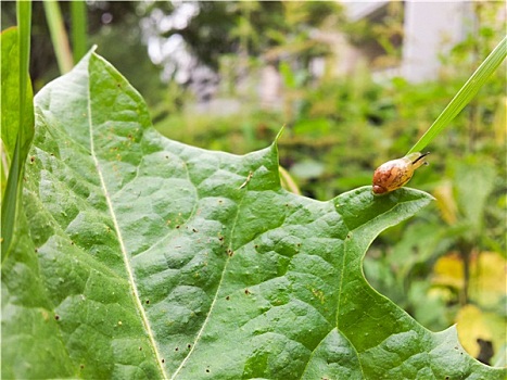 幼仔,蜗牛,叶子