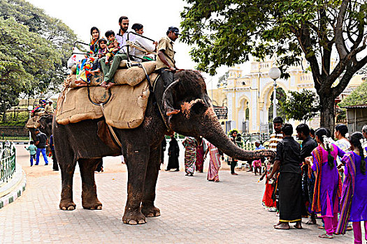 旅游,骑,大象,迈索尔,宫殿,印度南部,印度,亚洲