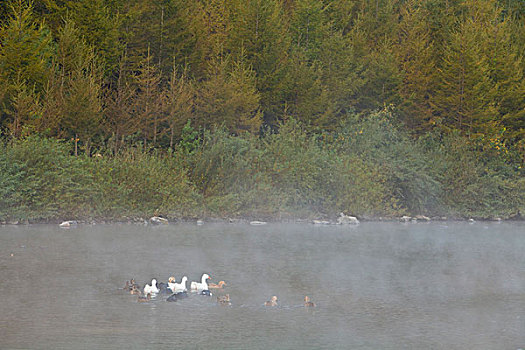 湖,水面,雾气,蒸腾,白雾,水蒸气,缥缈,仙境,灵性,家禽,鸭子,鹅,游动,自在,安静,自然,风光