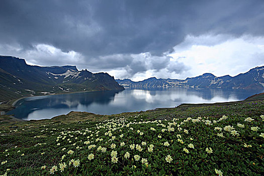 长白山高山杜鹃