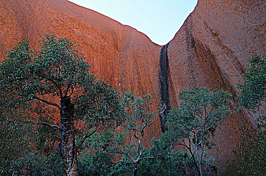 荒芜,树,桉树,石头,乌鲁鲁-卡塔丘塔国家公园,北领地州,澳大利亚