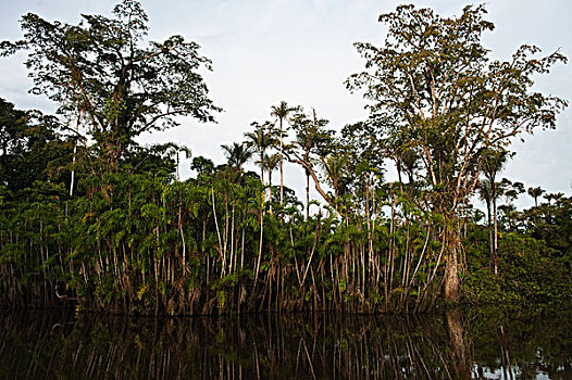 洪水,树林,河,东方,亚马逊河,厄瓜多尔