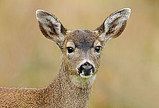长耳鹿,骡鹿,维多利亚,不列颠哥伦比亚省,加拿大