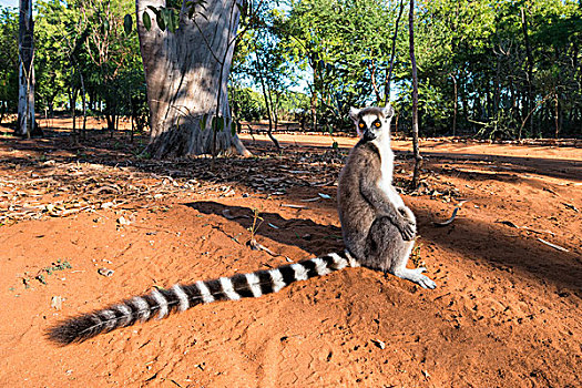 节尾狐猴,省,马达加斯加,非洲