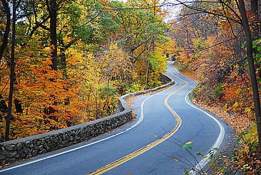 弯曲,秋天,道路,彩色,叶子