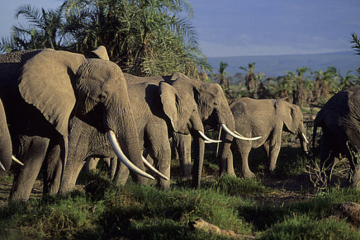 肯尼亚,安伯塞利国家公园,大象