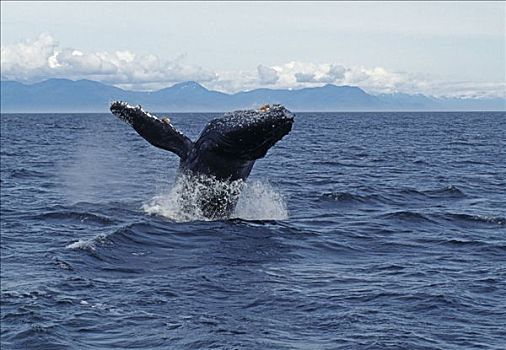 美国,阿拉斯加,弗雷德里克湾,驼背鲸,大翅鲸属,鲸鱼,鲸跃