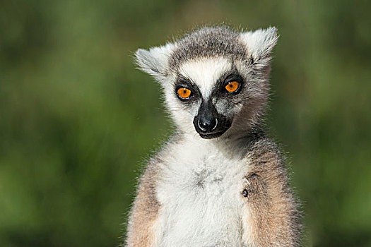 节尾狐猴,省,马达加斯加,非洲