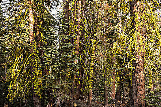 特写,树林,冷杉,优胜美地国家公园,加利福尼亚,美国