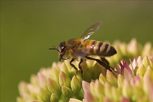 蜜蜂,意大利蜂,离开,花