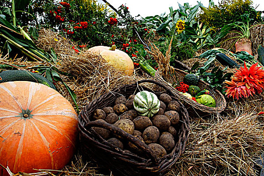 秋天,丰收,篮子,南瓜,土豆,花,蔬菜