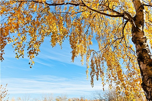 桦树,黄叶,蓝天