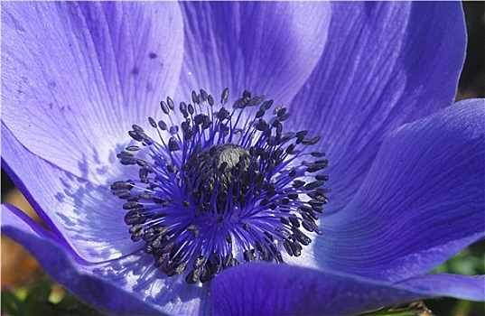 蓝色,银莲花,花