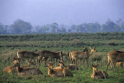 印度,阿萨姆邦,卡齐兰加,沼泽,鹿