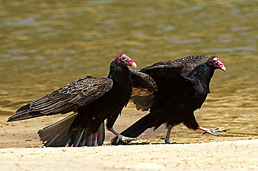 南美,美洲鹫,红头美洲鹫,成年,走,靠近,水,委内瑞拉