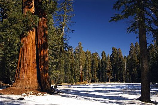 美国,加利福尼亚,红杉国家公园,巨大,树干,高,大树,小路,冬天