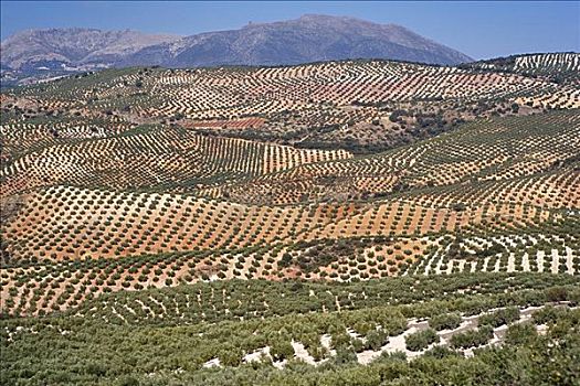 俯视,橄榄,果园,安达卢西亚,西班牙