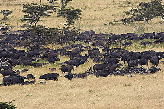 非洲水牛,牧群,马赛马拉,公园,肯尼亚