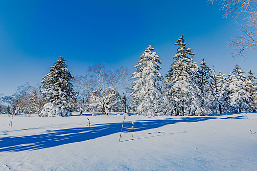 雪景