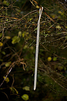 珍珠项链,悬挂,树