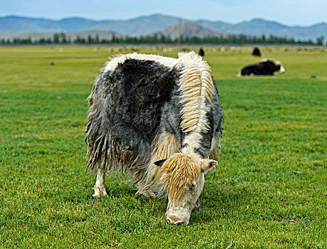 放牧,牦牛,山谷,国家公园,蒙古,亚洲