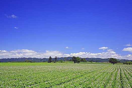 宽,土豆田,蓝天