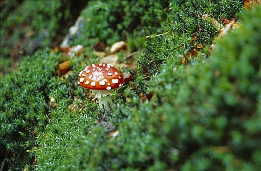 毒蝇伞,蘑菇,白毒蝇鹅膏菌,国家公园,上奥地利州,欧洲