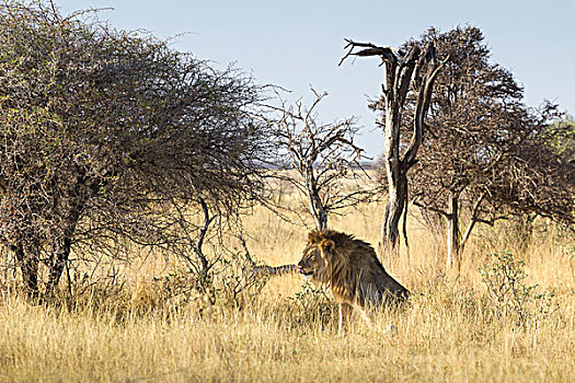 狮子,坐,东方,公园,埃托沙国家公园,纳米比亚,非洲