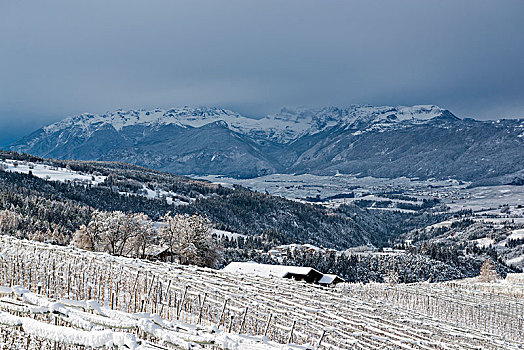 积雪,苹果树,多,背景,山谷,特兰迪诺,南蒂罗尔,意大利,欧洲