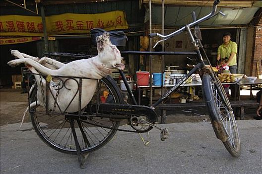 狗,吃,运输,自行车,云南,中国