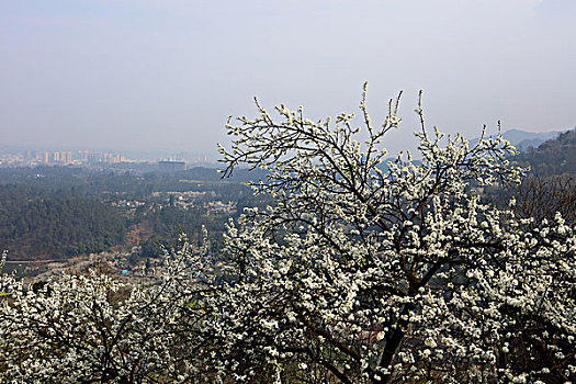 樱桃花