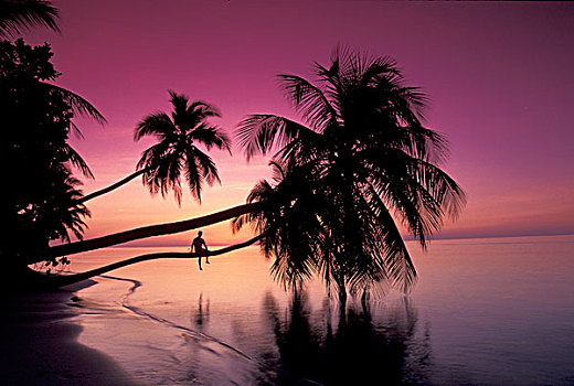 南太平洋,马尔代夫,男孩,坐,棕榈树,树干,日落