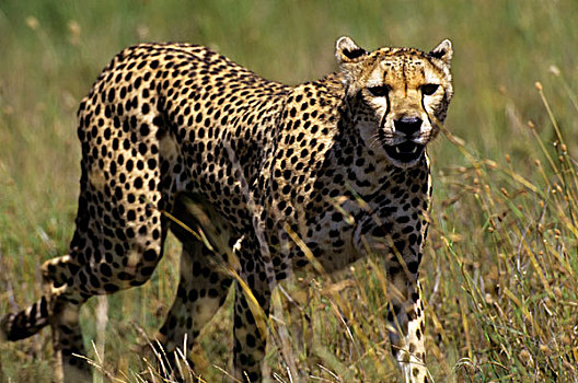 坦桑尼亚,塞伦盖蒂,印度豹,寻找,捕食