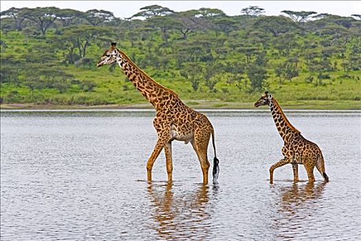 长颈鹿,湖,塞伦盖蒂,坦桑尼亚,非洲