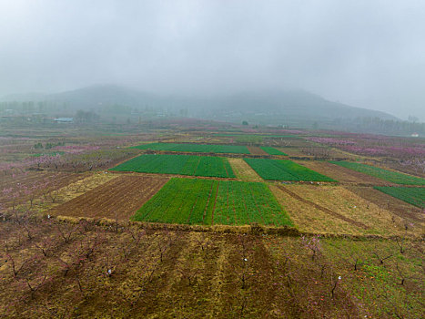 山东蒙阴岱崮地貌桃花盛开