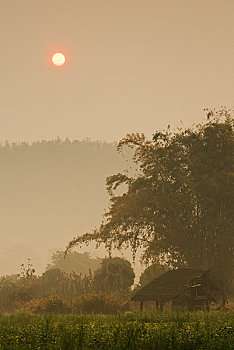 泰国,清迈省,靠近,傈僳族,乡村,早晨,薄雾,农业,燃烧
