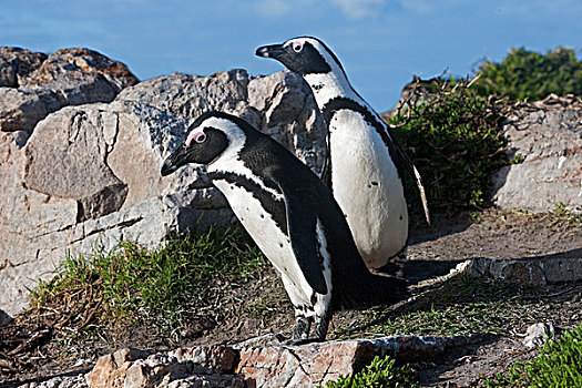 黑脚企鹅,非洲企鹅,一对,站立,石头,湾,南非