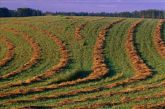 干草,犁沟,靠近,山谷,艾伯塔省,加拿大