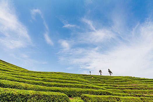 晴日里的茶场很壮观