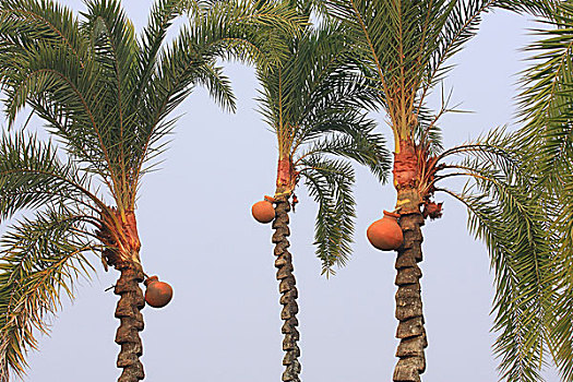 乡村,孟加拉,冬天,树,皮,上面,容器,收集,果汁,十二月,2007年