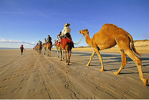 骆驼,乘,凯布尔海滩,西澳大利亚