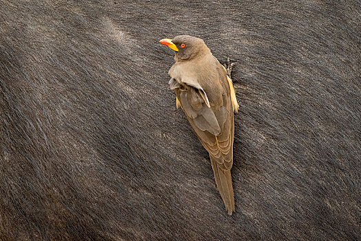 牛椋鸟,黄嘴娟,坐,水牛,特写,克鲁格国家公园,南非,非洲
