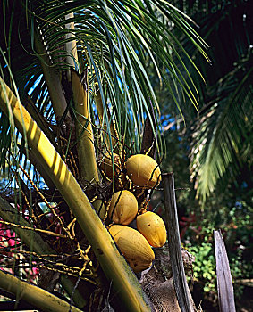 椰树,树上,瓜德罗普,法国,西印度群岛