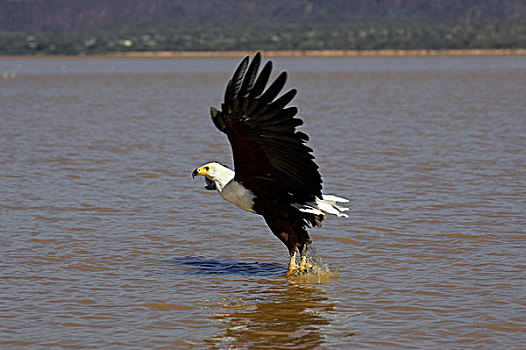 非洲鱼鹰,吼海雕,捕鱼,湖,肯尼亚