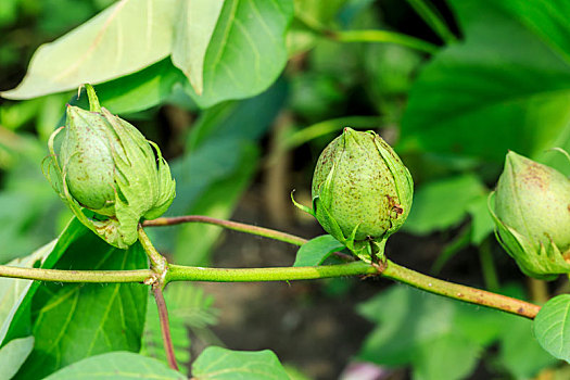 绿色的棉花植物生长在农田